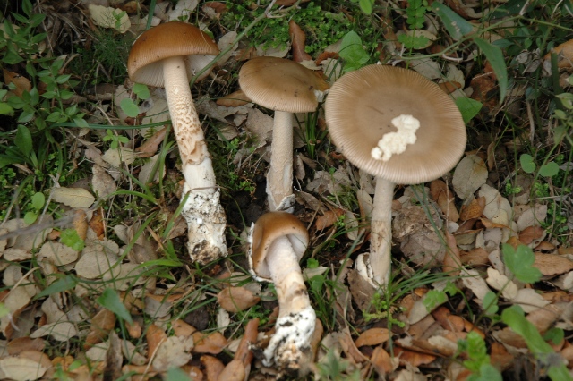 Amanita da determinare, finalmente.